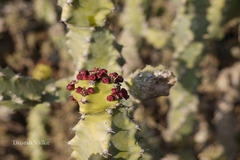 Euphorbia neriifolia